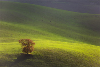 Одинокое дерево / Пейзажи Тосканы