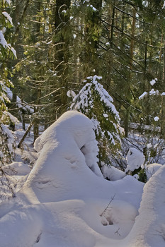 СНЕЖНЫЕ СУГРОБЫ В ЛЕСУ / Снежные зарисовки в лесу.