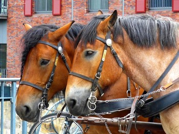 В одной упряжке / Люнебург. Еще фото лошадок:
http://fotokto.ru/id156888/photo#photo4281119