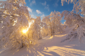 В январском лесу. / Вышло солнце после полярной ночи в Мурманской области.