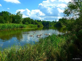 Лебединое озеро / Hamburg, Außenmuhlenteich