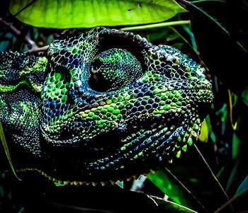 Ящер / Снимал этого хамелеона в 1997 году в Тунисе