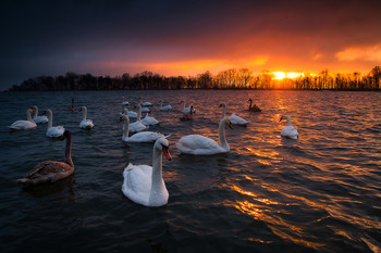 Балтийские лебеди / Калининградская обл.