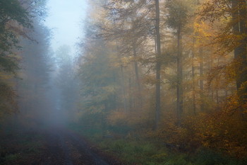 Золотая осень / Лесной осенний пейзаж . Зарисовка .