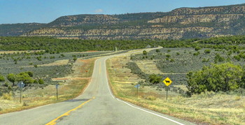Осторожно: быки! / Дорожный снимок в Колорадо
Едешь по центральных и южных Штатах, а там обычный пейзаж - это стада бычков, гуляющих самостоятельно по просторам пустыни. И заборы. Заборы везде.