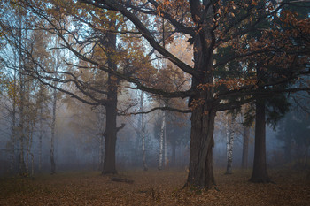 Старый дуб / утро, осень, туман