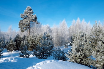 Зимний лес. / Солнечный и морозный день.