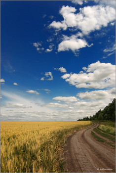 Вдоль поля по глиняной дороге / Август в Тульской области
