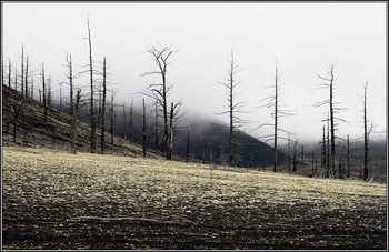162 / Камчатка. Мертвый лес на месте извержения 1975-76гг.