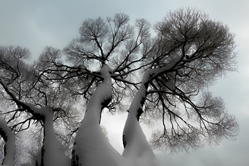 Дерево у воды / Февраль