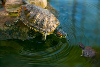 Поплыли... / Снимок про жизнь одной черепахи...
