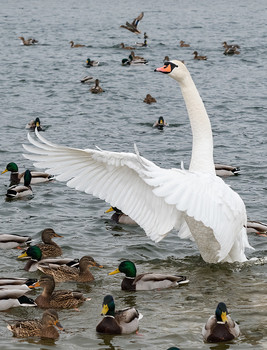 Дирижер / Незамерзающая часть Минского моря - прибежище для оставшихся зимовать птиц.