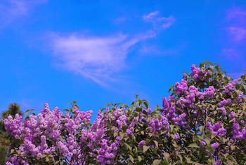 Весеннее буйство сирени / ***