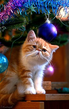 С Новым Годом! / Болик