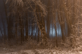 Из серии «Мистический лес в Ставрополе» / Туманная ночь. Свет от фонарей в парковом лесу. 
Фотопроект «Открывая Ставрополье». Зима, 2018 г.