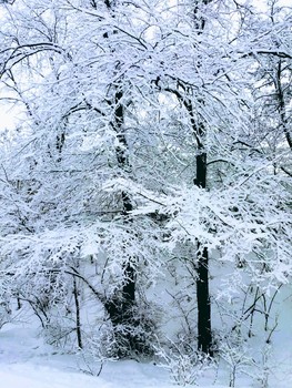 СНЕГ НА ВЕТКИ ЛЕГ ... / СНЕГ НА ВЕТКИ ЛЕГ ...