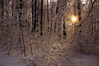 Февральская стужа / Утро в зимнем лесу