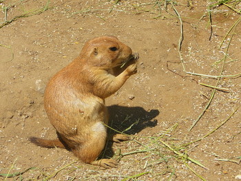 Суслик / Альбом «Животные, рыбы»
http://fotokto.ru/id156888/photo?album=59867#