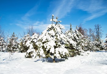 В зимнем парке / ***