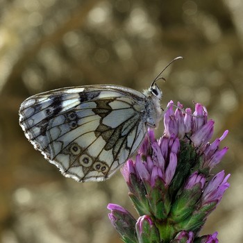 Пестроглазка галатея (Melanargia galathea) / Пестроглазка галатея (Melanargia galathea)
