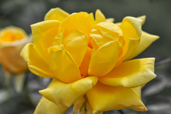 &nbsp; / Цветы.