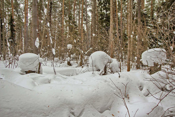Снежные заносы в лесу. / снежная картинная галерея в лесу. Так меня встречает зимний лес.