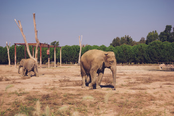 Раздвоение не личности / Слоны в зоопарке Измира, Турция