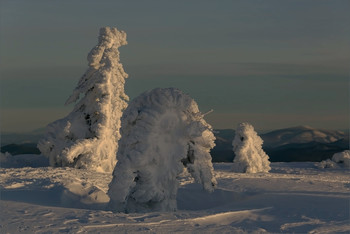 Парк Снежноюрского периода / облепленные снегом пихты в горах Кузнецкого Алатау