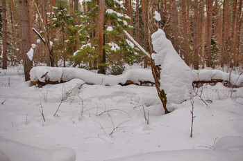 Снежные заносы в лесу. / Зима 2019. 20.февраля. снежные зарисовки в лесу.