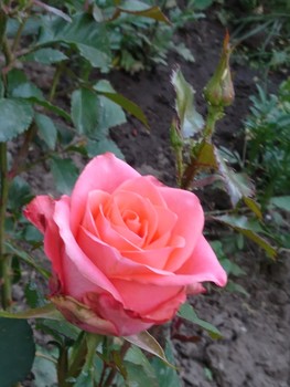 Роза / В самом цвете!)