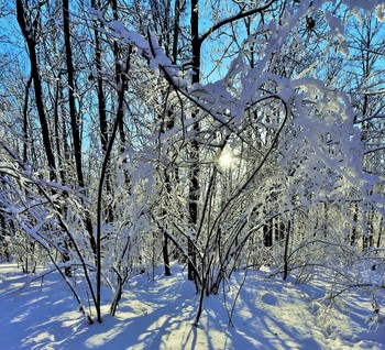 "И солнца павлиний глазок сквозь ветки..." / Зимний этюд ...