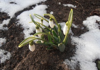 Снег сошел / 25 февраля, у нас в саду
