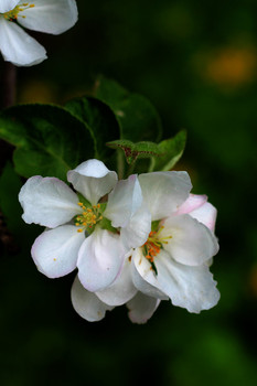 Яблоня в цвету / Спонтанная съемка цветения яблони