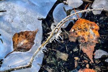 Морозные иглы / "Подножная" картина