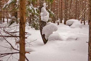 Снежные заносы в лесу. / Зима 2019.г Снято 25.Февраля. Снежные зарисовки в лесу