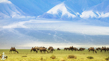 Монгольский верблюд / Двугорбого верблюда называют также бактрианом. Но часть зоологов полагают правильным называть двугорбым верблюдом именно дикого верблюда, а бактрианом – его одомашненную форму. Как утверждают учёные, впервые верблюд был приручен именно на территории современной Монголии. Есть наскальные рисунки, свидетельствующие о том, что уже 3 тысячи лет назад монголы занимались верблюдоводством.