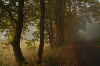 Рыжая Осень / Осенние зарисовки . Ноябрьский лесной пейзаж.