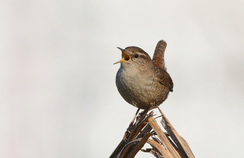 Певец. / Крапивник