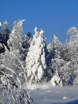 У нас этого снега ...! / Сибирский лес