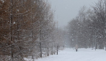 В парке / Зимой в парк,в снегопад