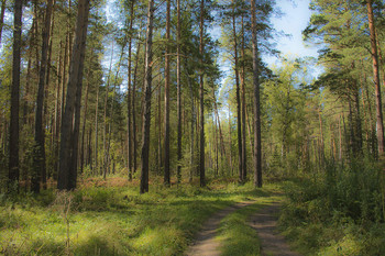 &nbsp; / Ленточный бор на Алтае