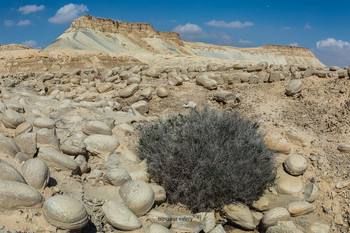 Bulbusim Field / Гора Цин находится в пустыне Негев. Это самое засушливое место в Израиле.У подножия горы Цин разбросаны бульбусы- камни овальной формы диаметром от 20 до 50 сантиметров. Это так называемое &quot;картофельное поле.&quot;