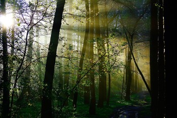 Утро в лесу / лес, утро, рассвет, природа, солнце, туман, деревья,