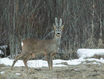 Последний снег. / Косуля