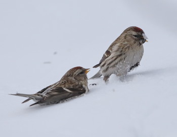 А мне семечку? / Чечетка