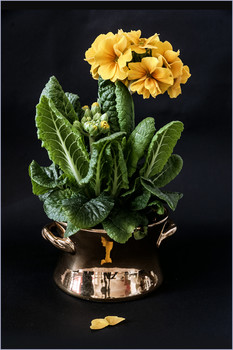 &nbsp; / Натюрморт