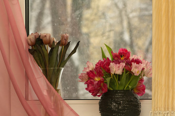 Цветы у окна / ***