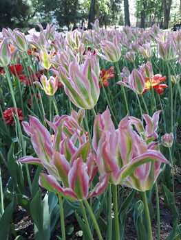 безумная нежность / Легенда о тюльпане гласит, что именно в его бутоне было заключено счастье. Именно поэтому турецкие султаны, желая заполучить счастье, выращивали в своих садах ковры из живых цветов. Ночью под открытым небом по велению владык на обширные клумбы выпускали черепах с прикрепленными к панцирю зажженными свечами, дабы не пропустить миг раскрытия бутонов. Блуждающие огоньки среди красивых цветов были великолепны...