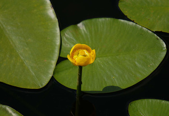 &nbsp; / кувшинки