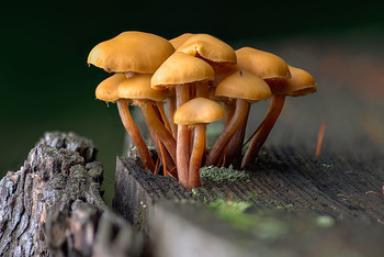 На пеньке / На пеньке